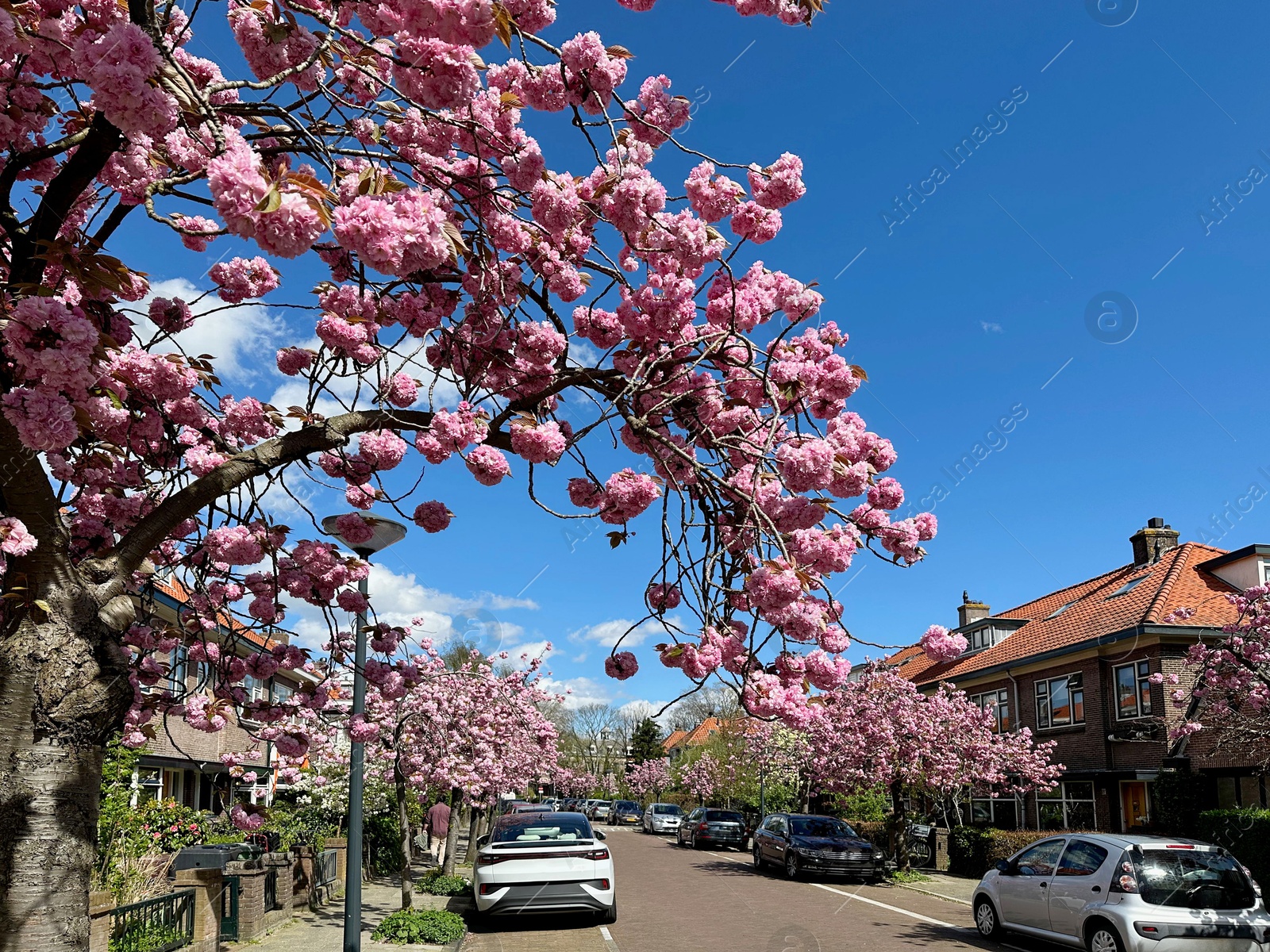 Photo of Beautiful blossoming sakura trees with pink flowers growing on city street