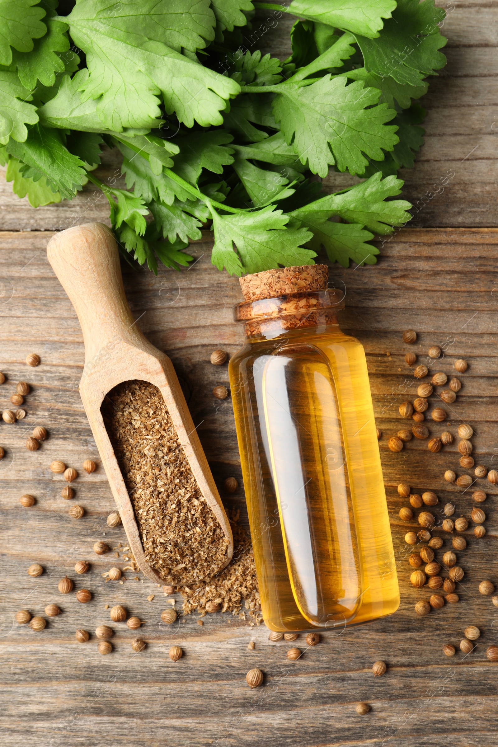 Photo of Coriander essential oil, powder, seeds and green leaves on wooden table, top view