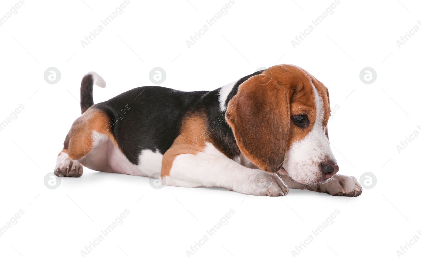 Photo of Cute Beagle puppy on white background. Adorable pet