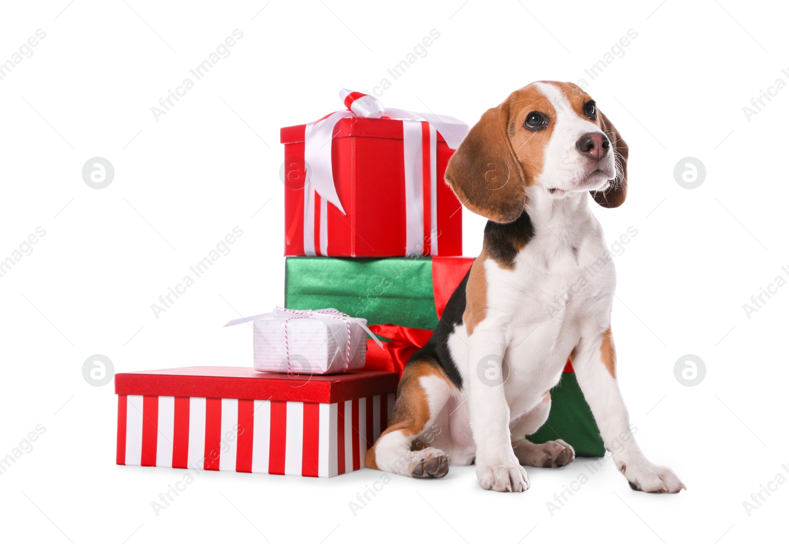 Photo of Cute Beagle puppy and Christmas presents on white background. Adorable pet