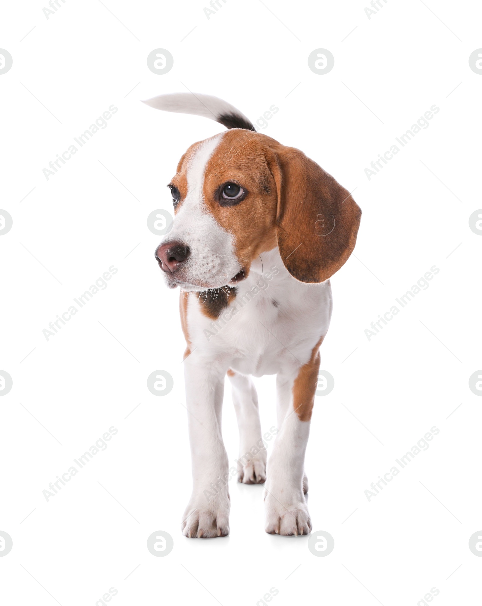 Photo of Cute Beagle puppy on white background. Adorable pet