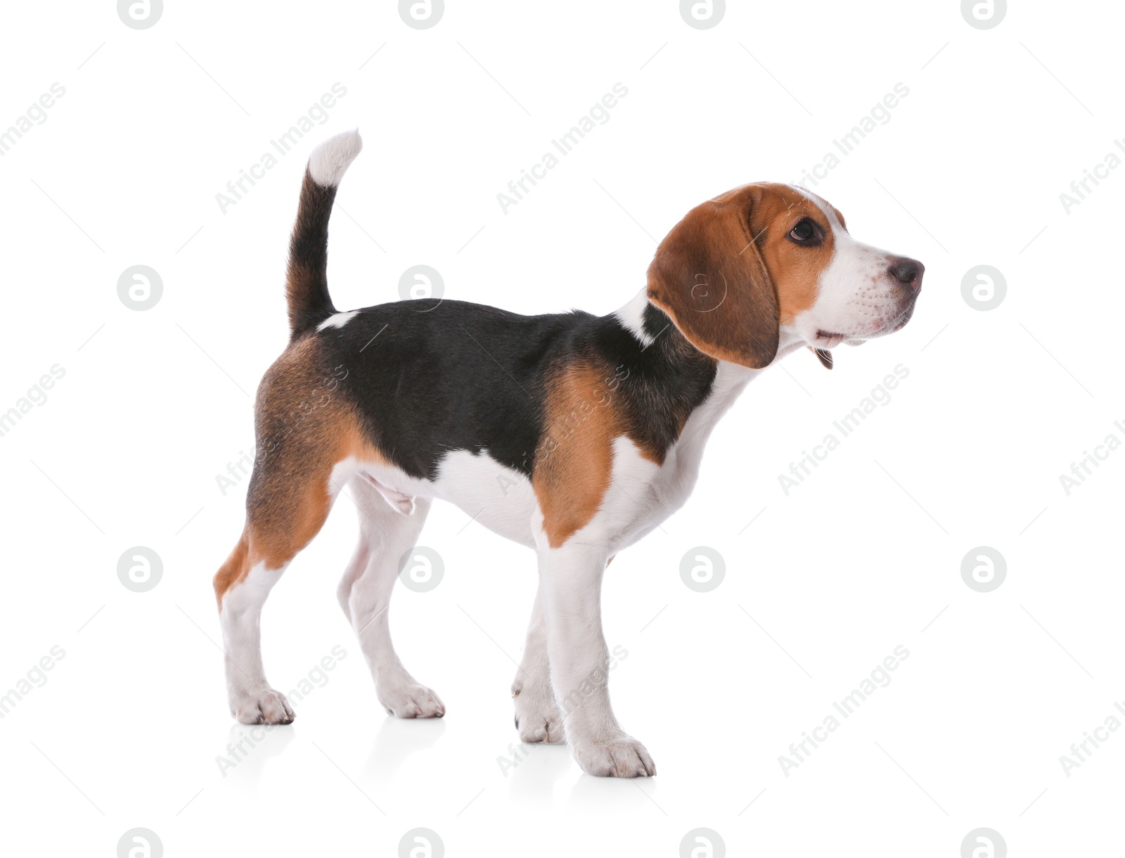 Photo of Cute Beagle puppy on white background. Adorable pet