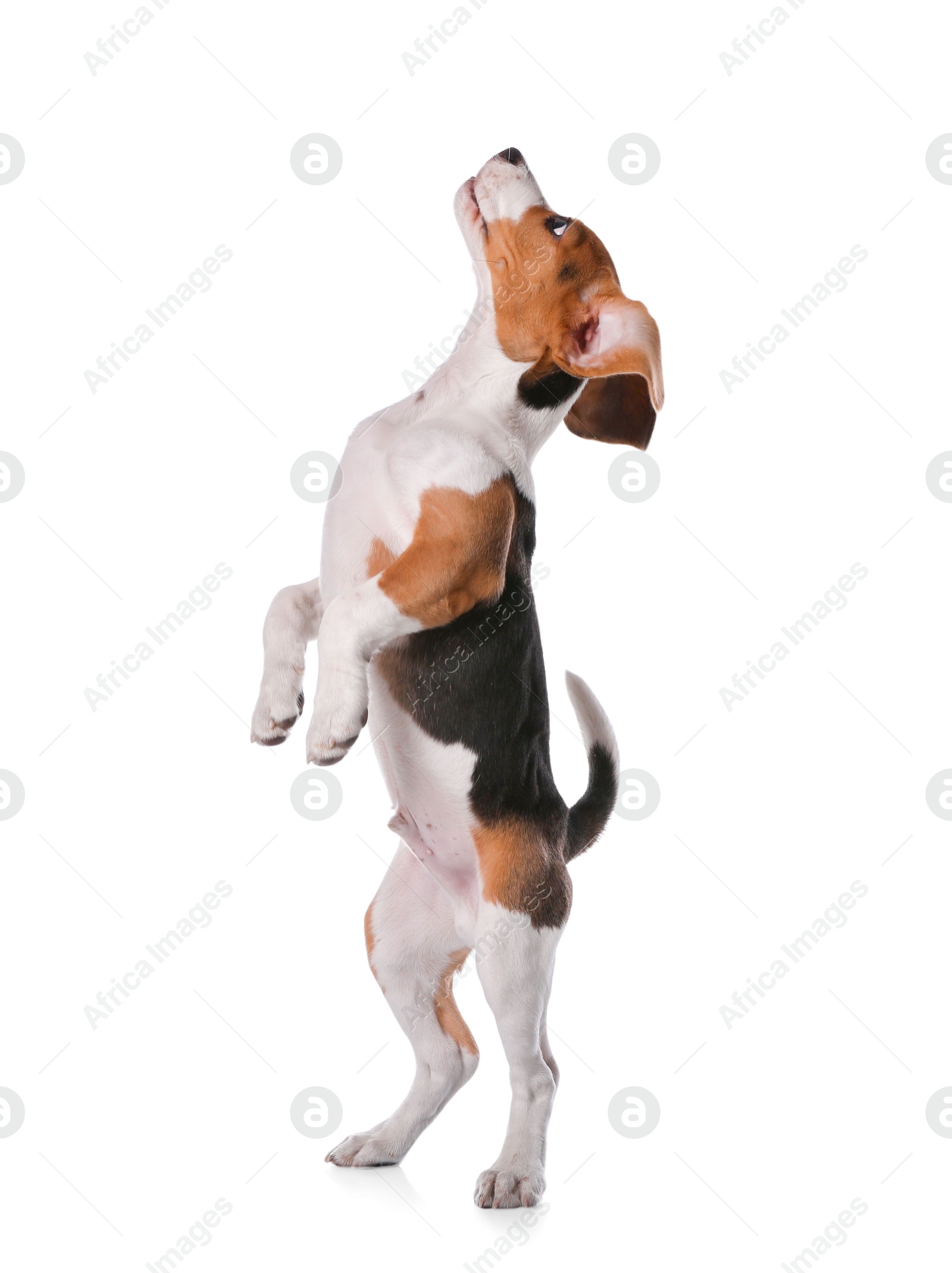 Photo of Cute Beagle puppy on white background. Adorable pet