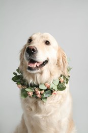 Photo of Adorable golden Retriever wearing wreath made of beautiful flowers on grey background