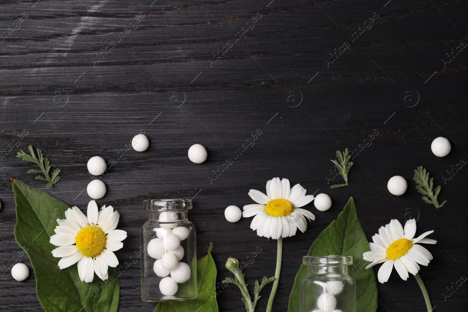 Photo of Homeopathy. Flat lay composition with many pills and chamomile flowers on black wooden table, space for text