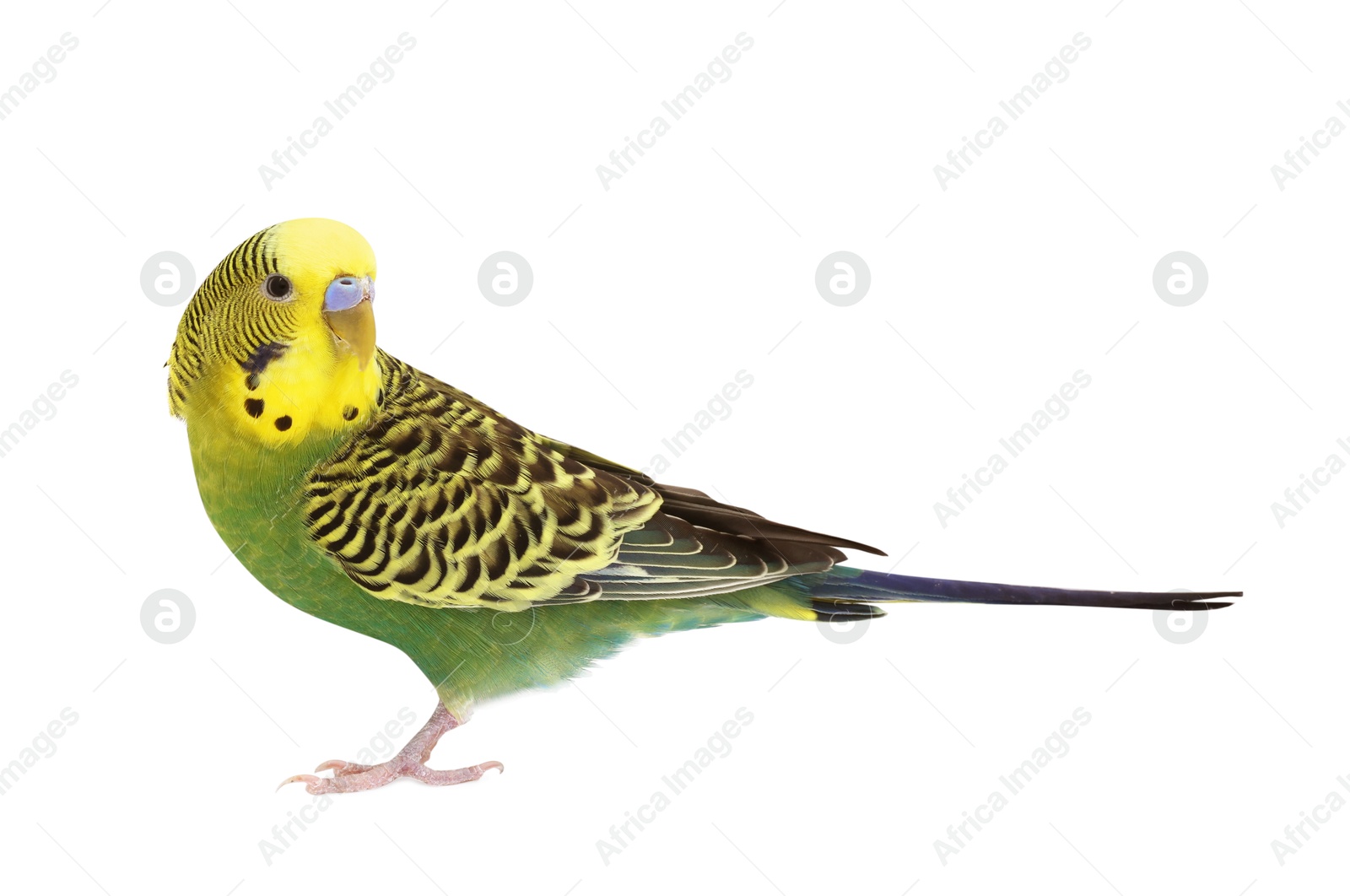 Photo of Beautiful bright parrot on white background. Exotic pet