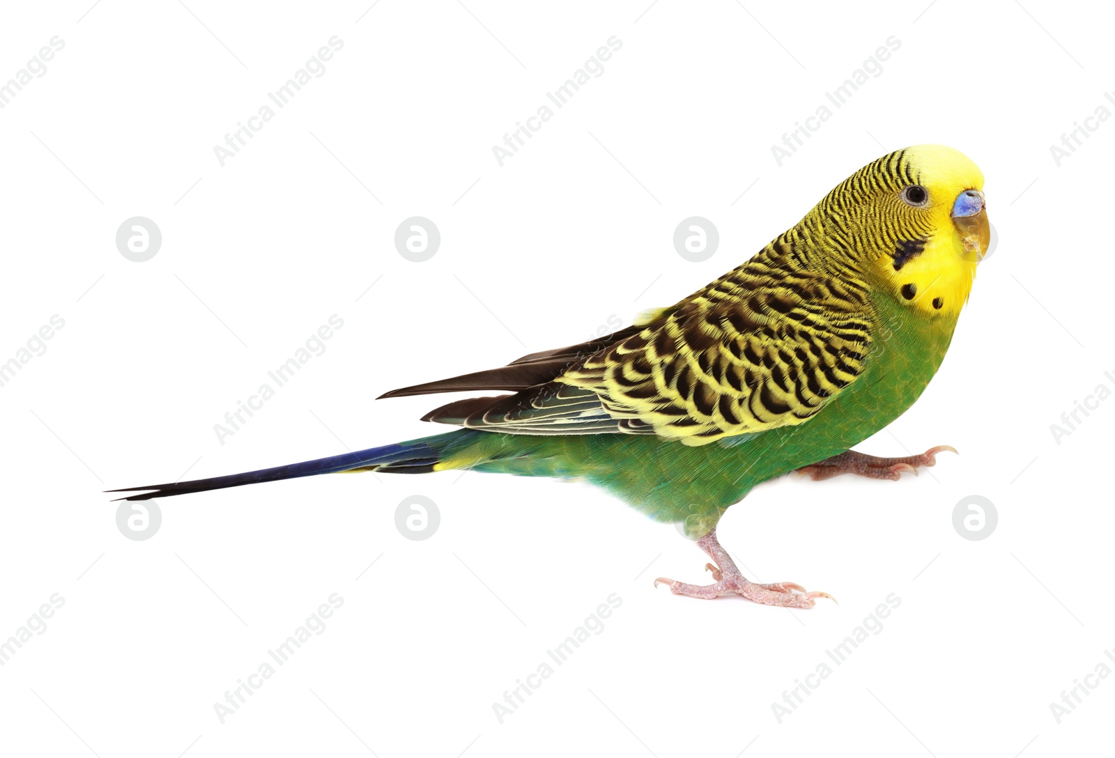 Photo of Beautiful bright parrot on white background. Exotic pet