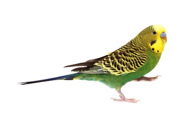 Photo of Beautiful bright parrot on white background. Exotic pet