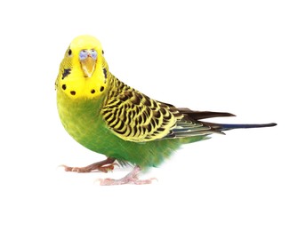 Photo of Beautiful bright parrot on white background. Exotic pet