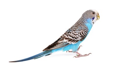 Photo of Beautiful bright parrot on white background. Exotic pet