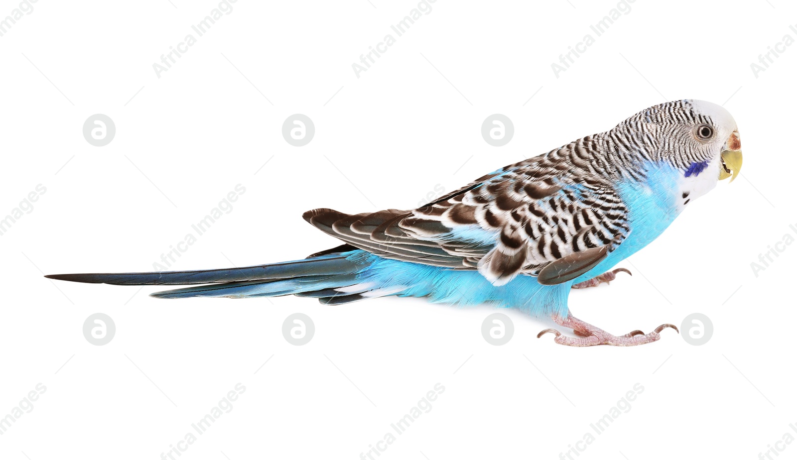 Photo of Beautiful bright parrot on white background. Exotic pet