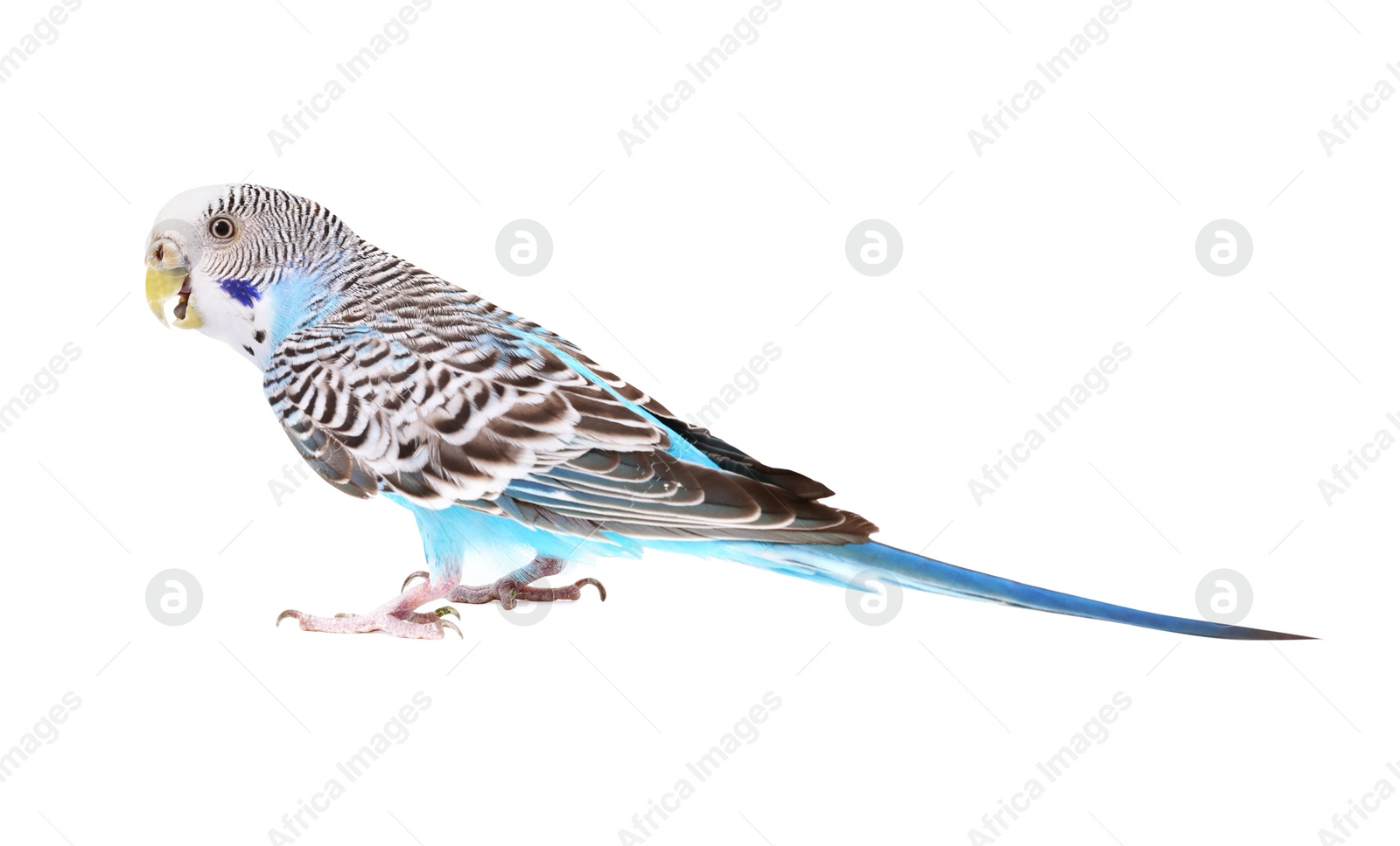 Photo of Beautiful bright parrot on white background. Exotic pet