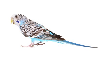 Photo of Beautiful bright parrot on white background. Exotic pet