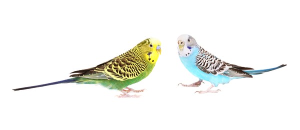 Beautiful bright parrots on white background. Exotic pets