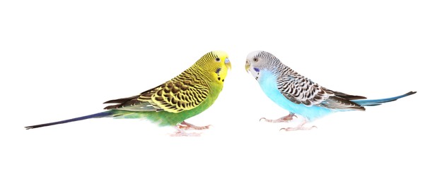 Photo of Beautiful bright parrots on white background. Exotic pets