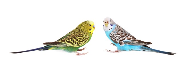 Photo of Beautiful bright parrots on white background. Exotic pets