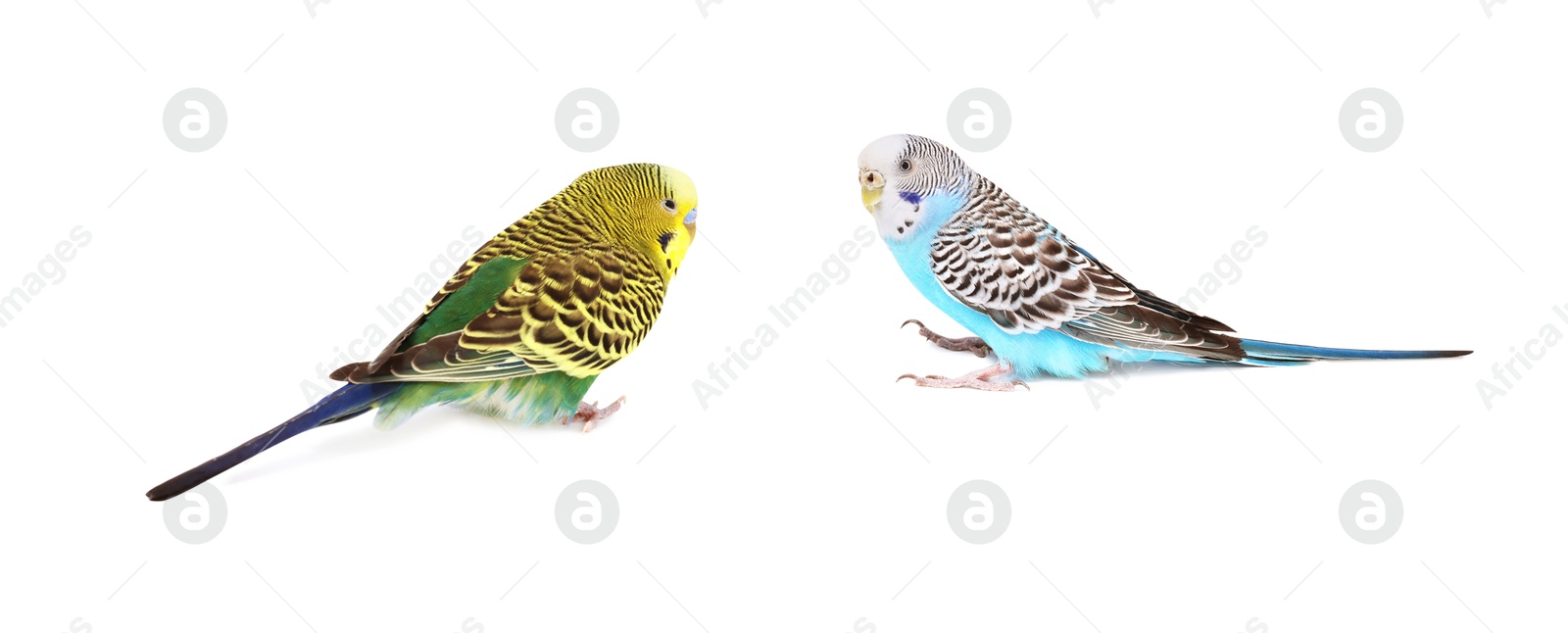 Photo of Beautiful bright parrots on white background. Exotic pets