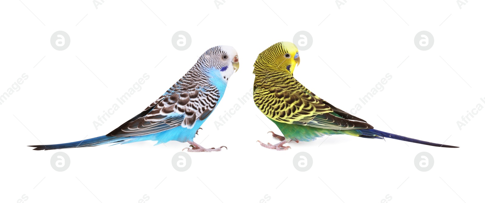 Photo of Beautiful bright parrots on white background. Exotic pets