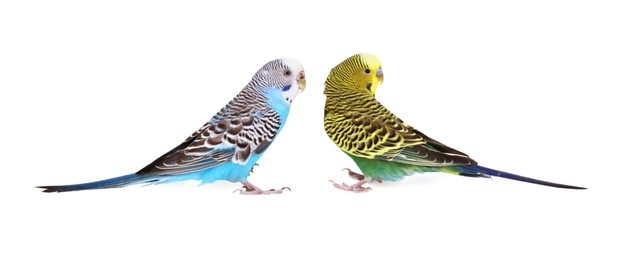 Photo of Beautiful bright parrots on white background. Exotic pets