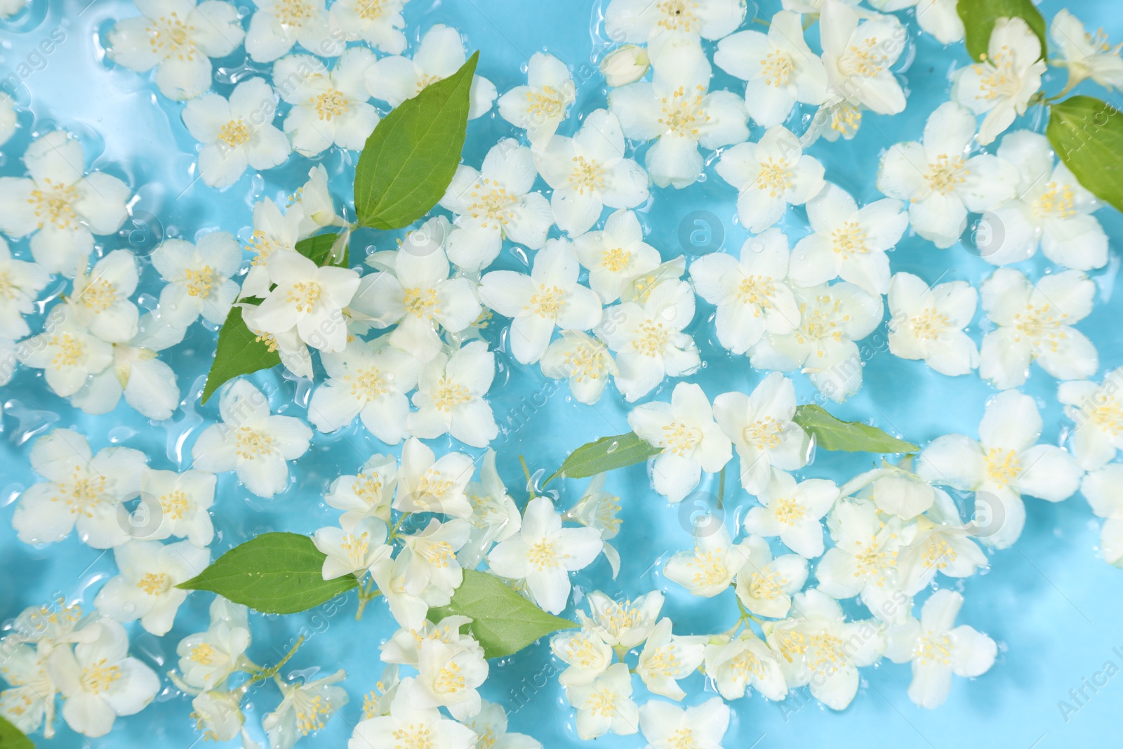 Photo of Beautiful jasmine flowers and green leaves in water on light blue background, top view