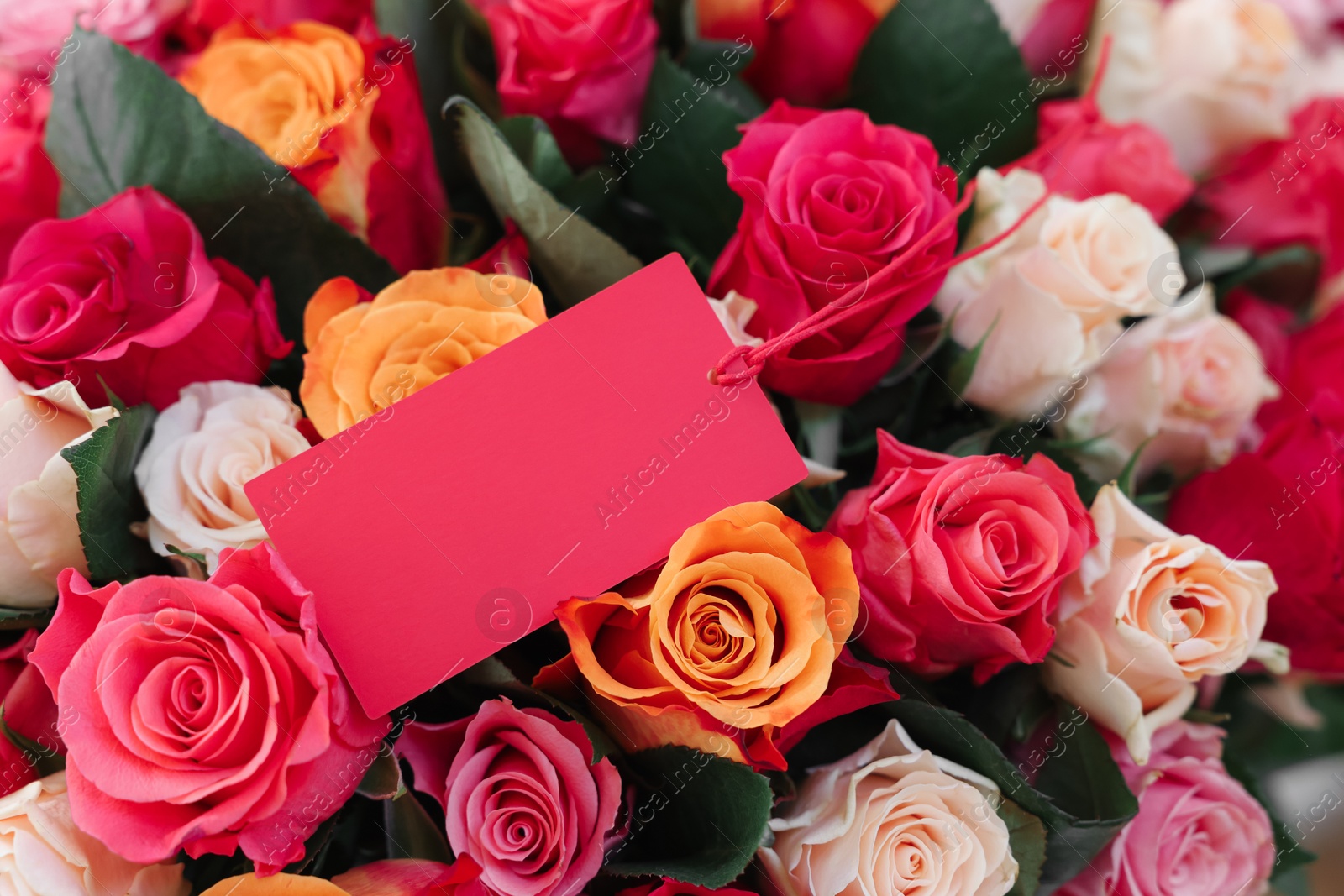 Photo of Bouquet of beautiful roses with blank card, closeup