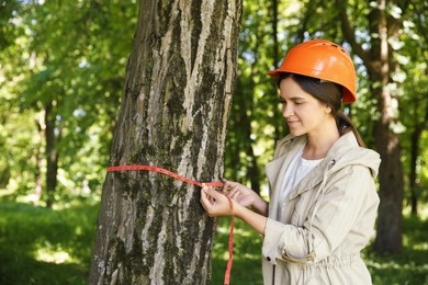 Photo of Forester measuring tree trunk with tape in forest