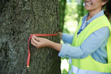 Photo of Forester measuring tree trunk with tape in forest, closeup