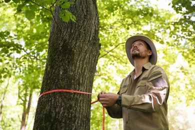 Forester measuring tree trunk with tape in forest, low angle view