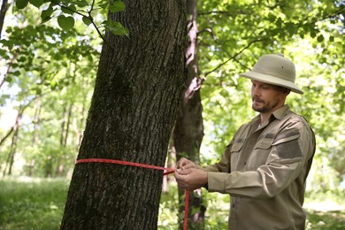 Photo of Forester measuring tree trunk with tape in forest