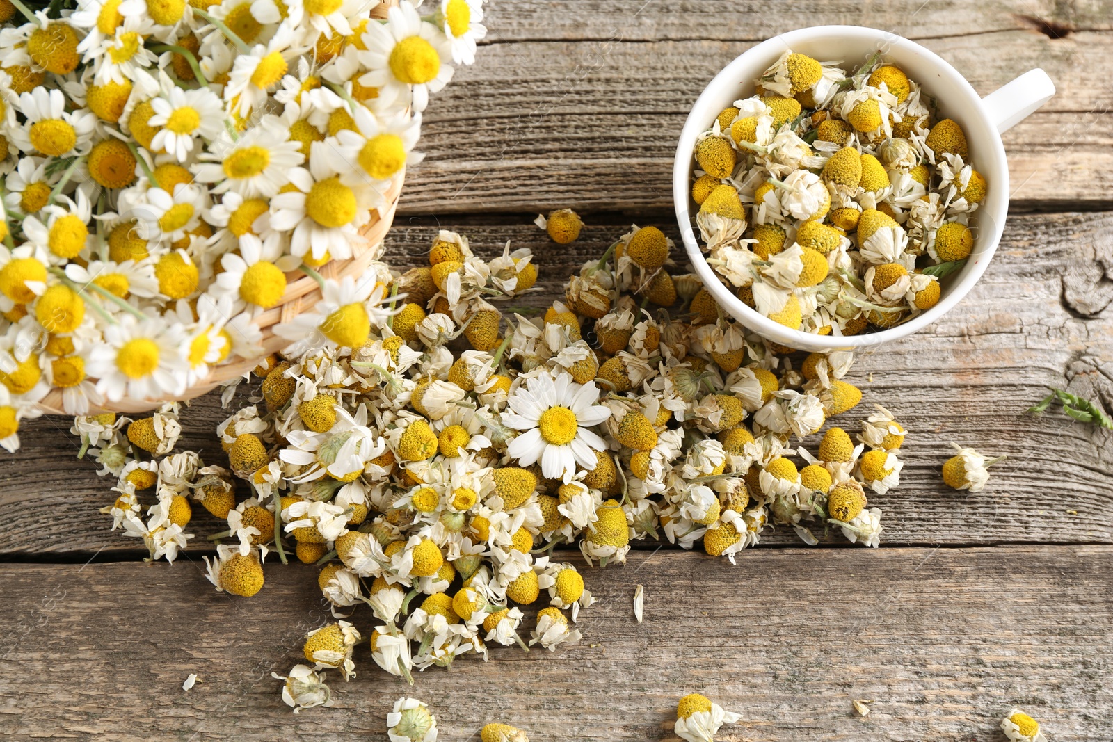 Photo of Dry and fresh chamomile flowers on wooden table, flat lay