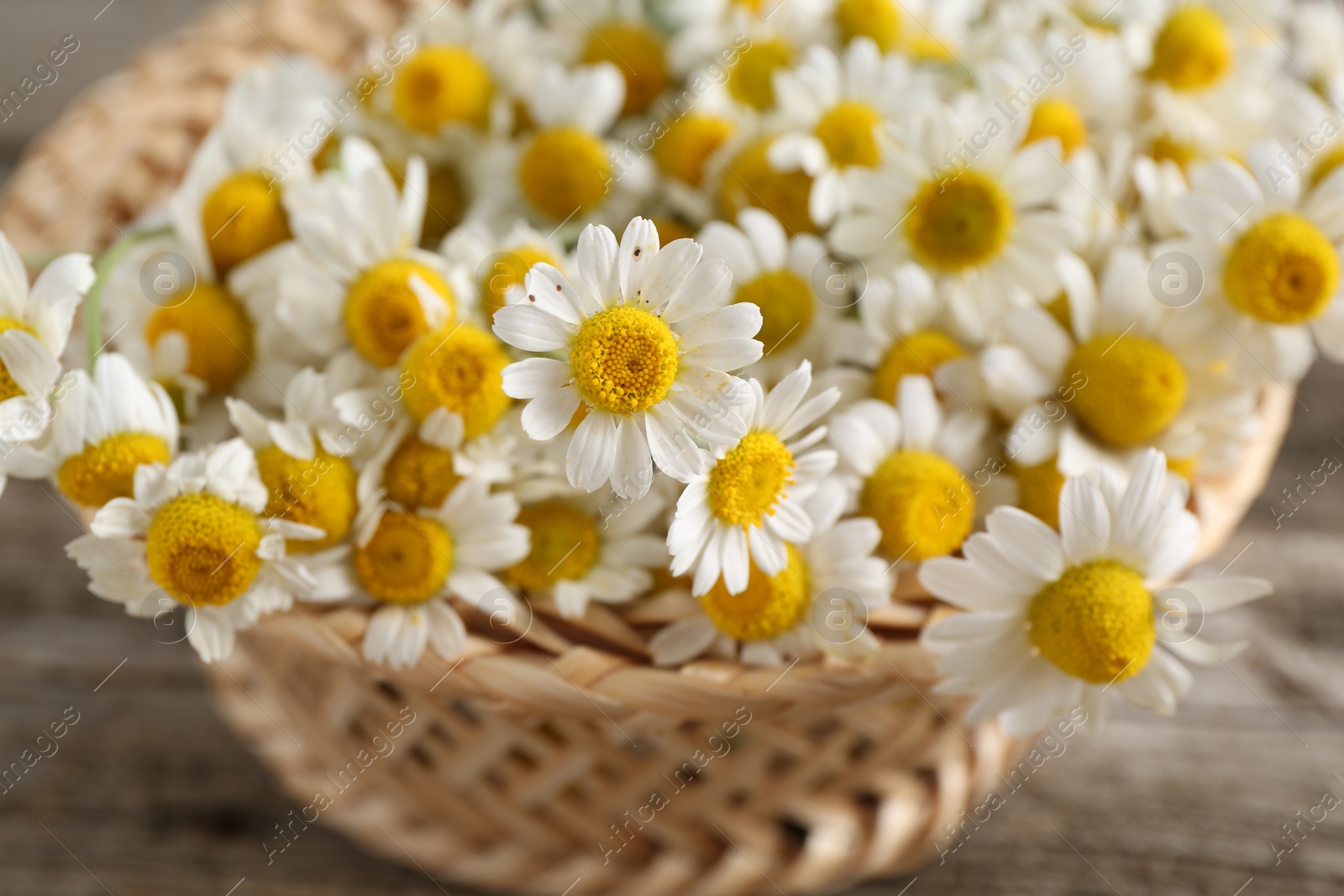 Photo of Beautiful chamomile flowers in wicker basket on table, closeup