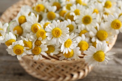 Photo of Beautiful chamomile flowers in wicker basket on table, closeup