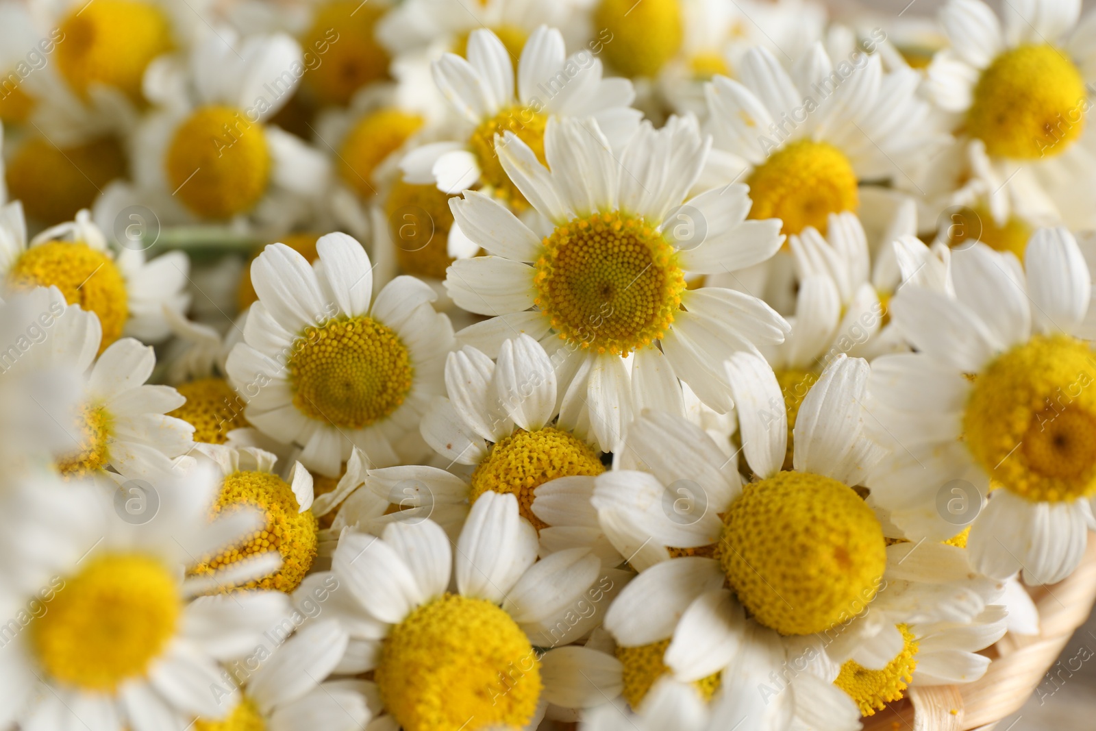 Photo of Many beautiful chamomile flowers as background, closeup