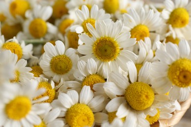 Photo of Many beautiful chamomile flowers as background, closeup