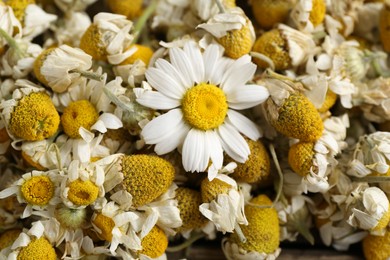 Photo of Dry and fresh chamomile flowers as background, closeup