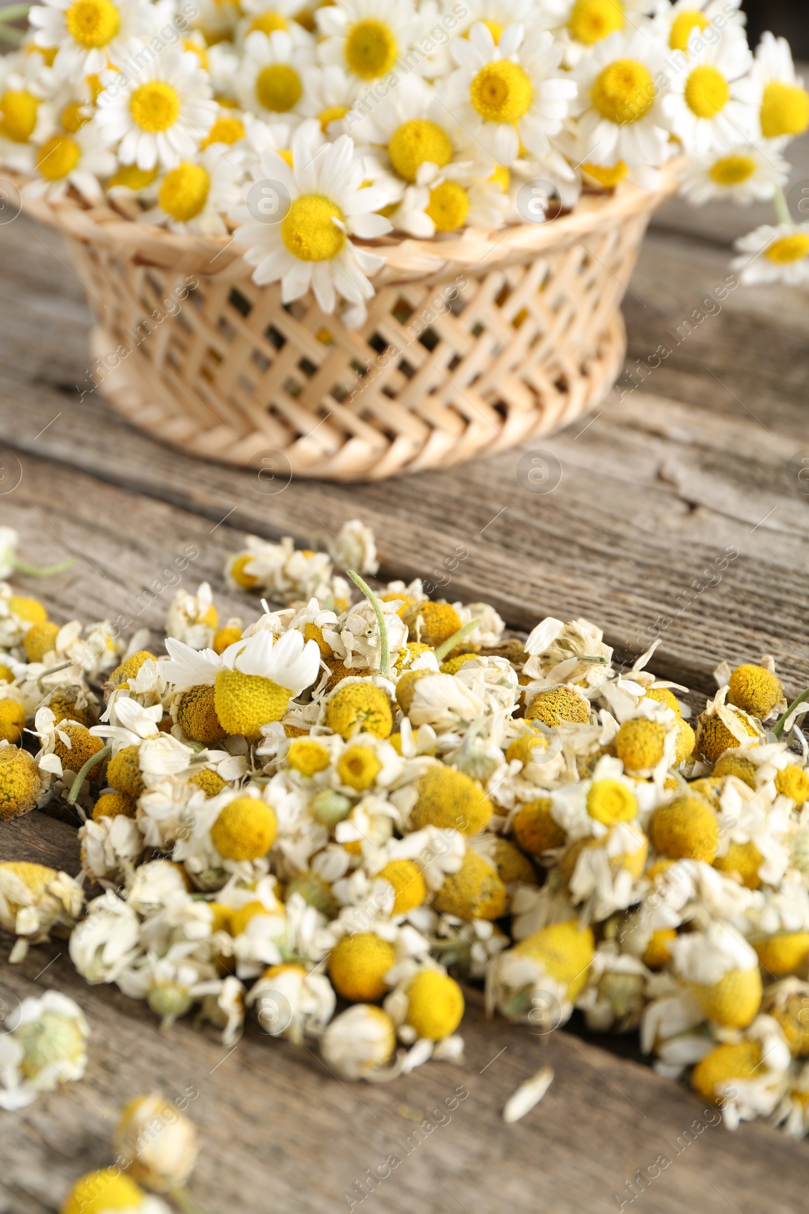 Photo of Dry and fresh chamomile flowers on wooden table, closeup