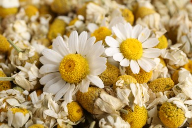 Photo of Dry and fresh chamomile flowers as background, closeup