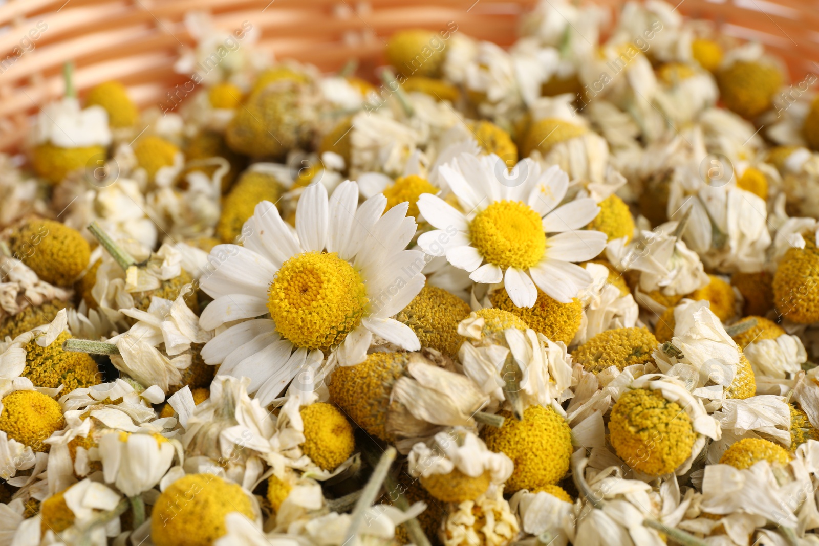 Photo of Dry and fresh chamomile flowers in basket, closeup