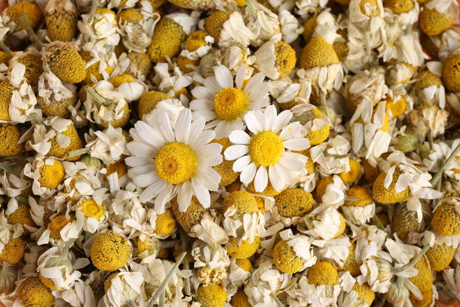 Photo of Dry and fresh chamomile flowers as background, top view