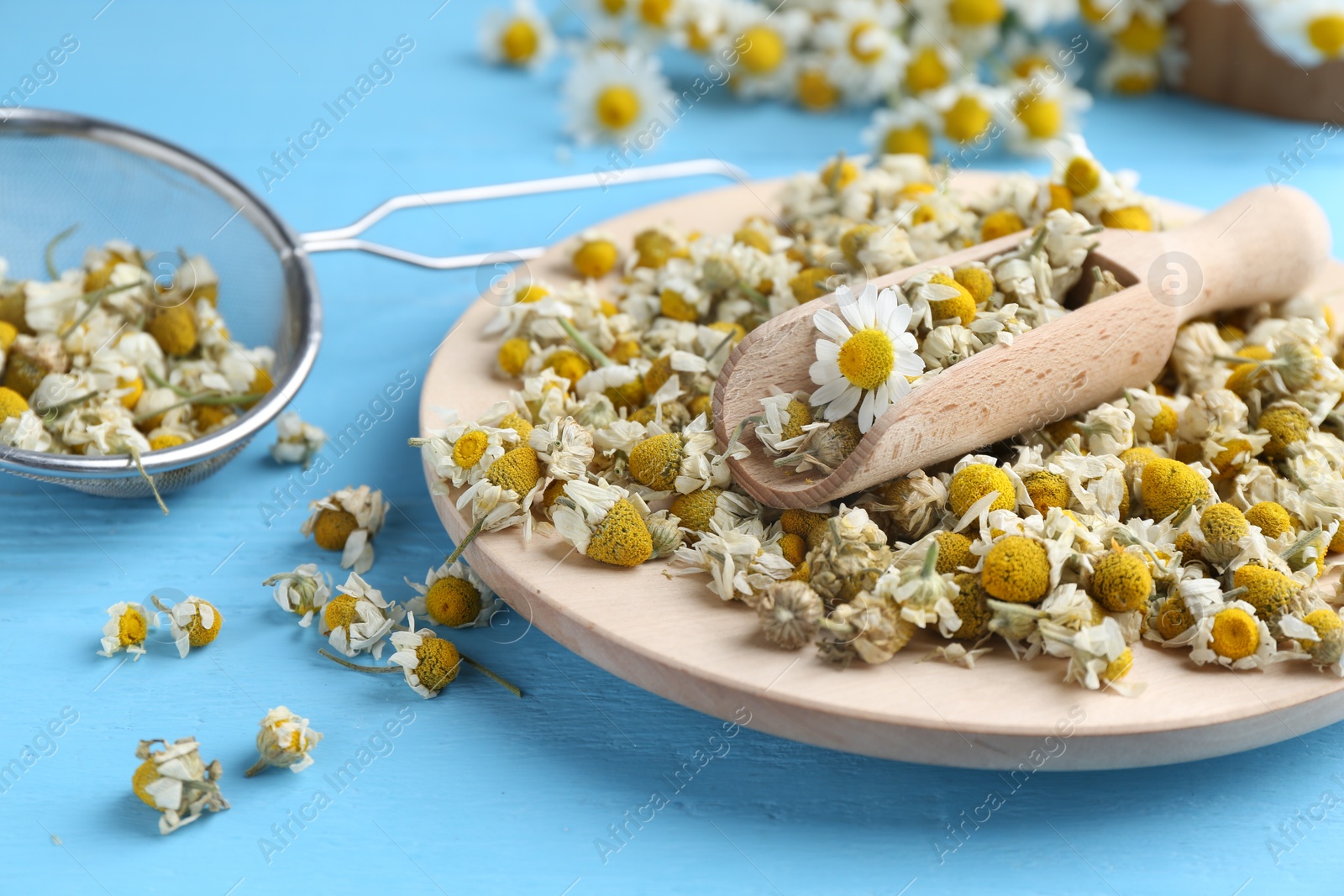 Photo of Dry and fresh chamomile flowers on light blue wooden table, closeup