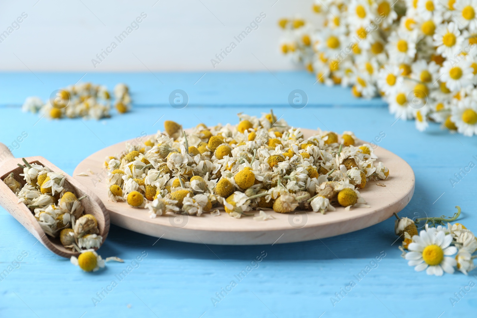 Photo of Dry and fresh chamomile flowers on light blue wooden table