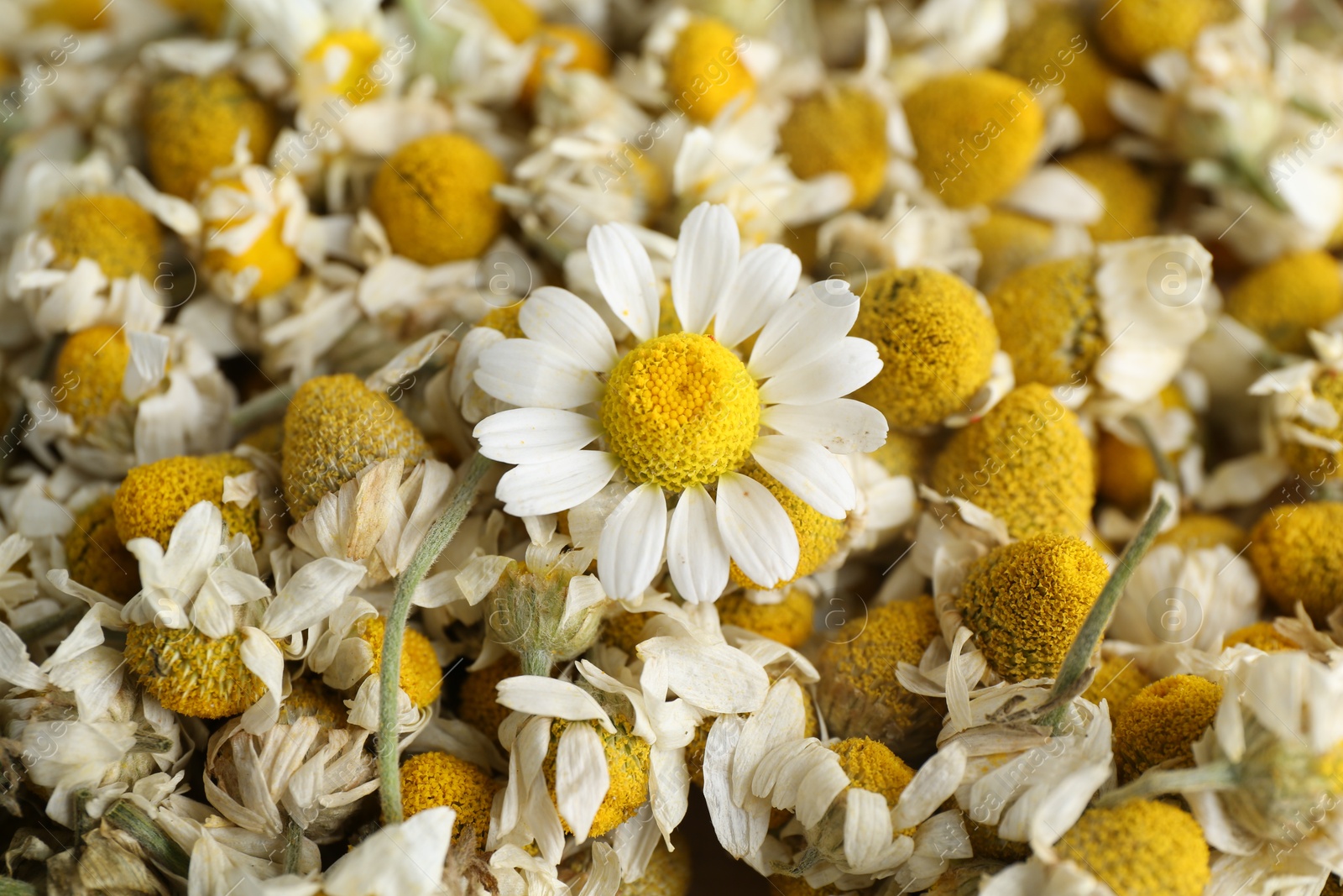 Photo of Dry and fresh chamomile flowers as background, closeup