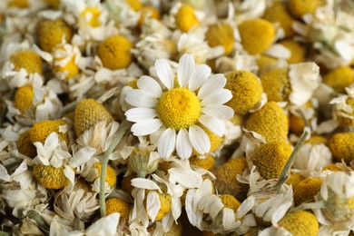 Photo of Dry and fresh chamomile flowers as background, closeup