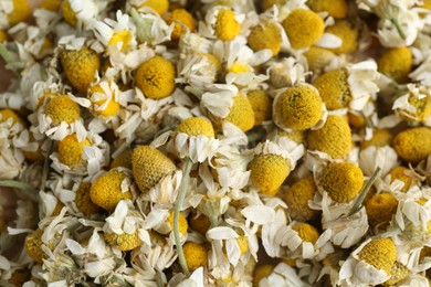 Photo of Many chamomile flowers as background, top view