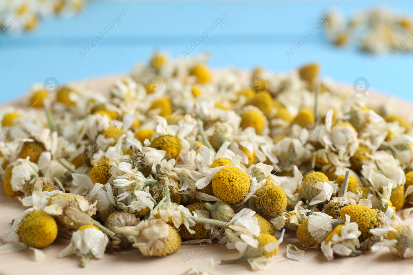 Photo of Chamomile flowers on light blue background, closeup