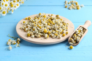 Photo of Dry and fresh chamomile flowers on light blue wooden table