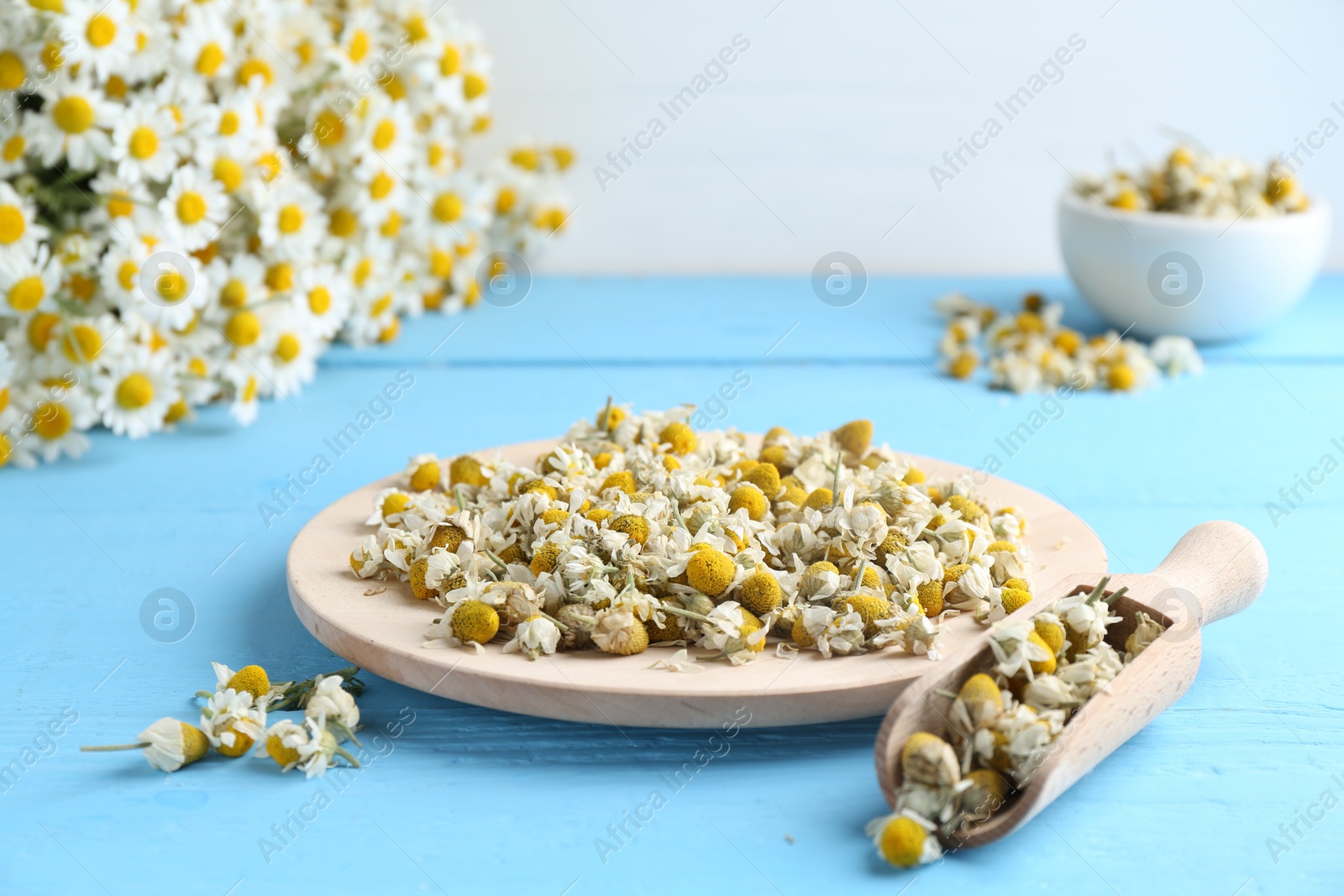 Photo of Dry and fresh chamomile flowers on light blue wooden table