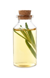 Photo of Bottle with essential oil and rosemary isolated on white