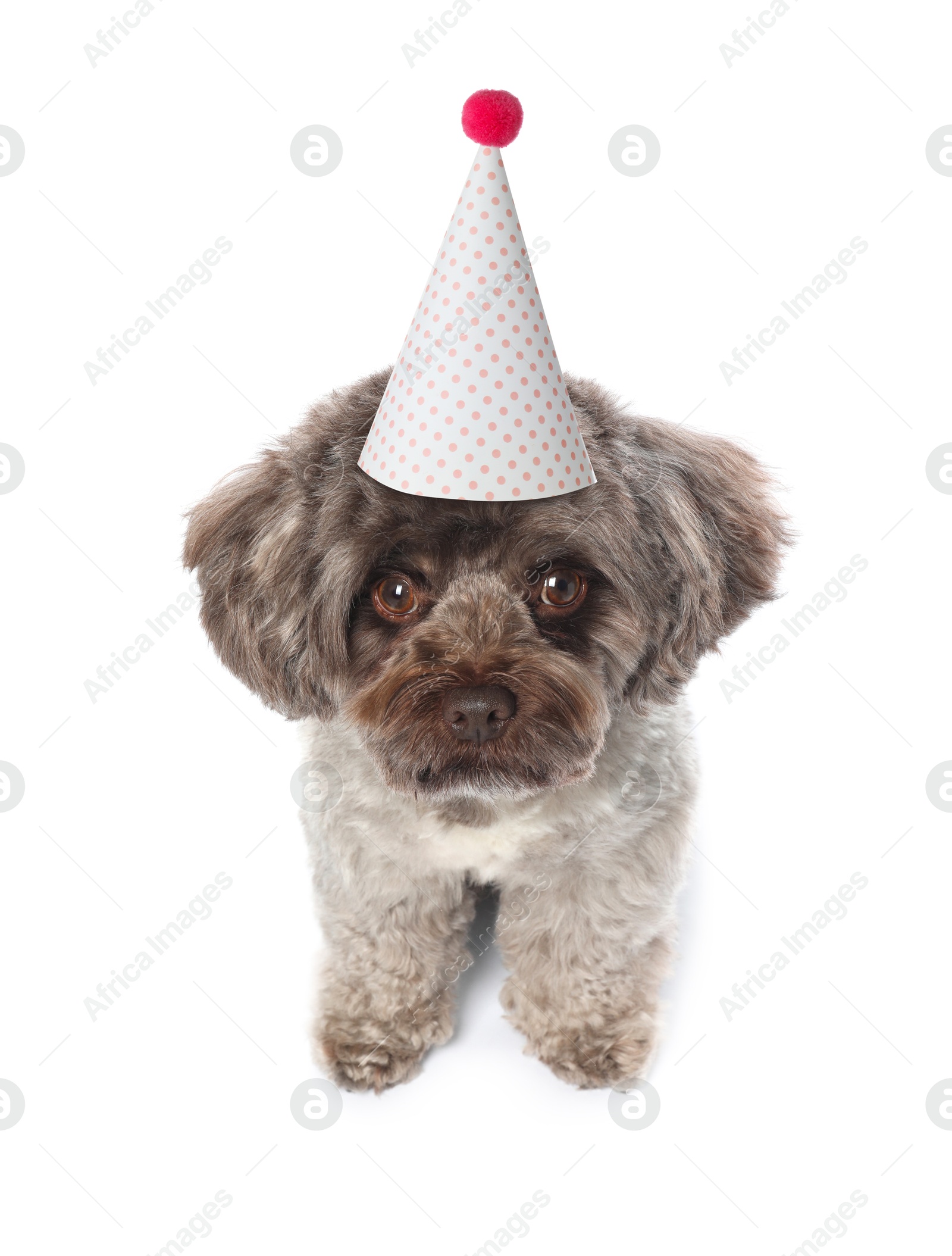 Image of Cute dog with party hat on white background