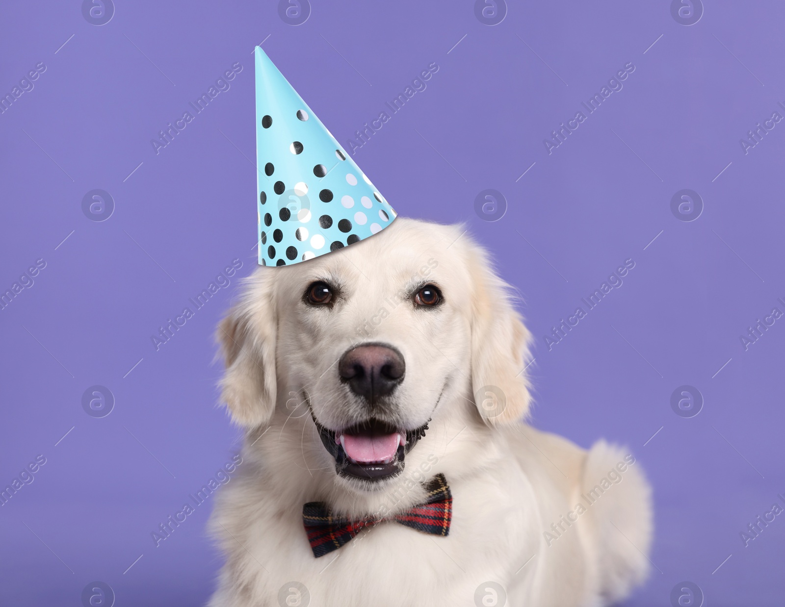 Image of Cute Golden Retriever dog with party hat and bow tie on violet background